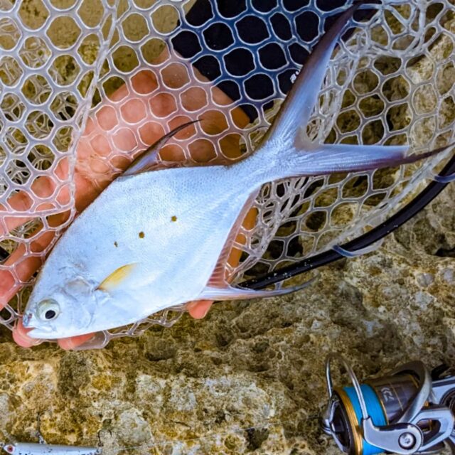 👉045 コバンアジ 𝑻𝒓𝒂𝒄𝒉𝒊𝒏𝒐𝒕𝒖𝒔 𝒃𝒂𝒊𝒍𝒍𝒐𝒏𝒊𝒊⁡
⁡⁡
LURE : Jackson_pintail tune 6 , eddy / PALMS_ビットアーツ ディグリー / SMITH_ピュア ...etc⁡
⁡⁡
⁡砂地のビーチなんかに結構いますが、、口が小さいのもあって？ヒット率低めです。⁡
⁡⁡
クリア、シルバー系の小さめルアーに反応してくる感じ。長いヒレが綺麗で良き！⁡
⁡⁡
⁡#コバンアジ #ライトゲーム #ウェーディング #釣り #ルアーフィッシング #アジ #魚好き #multispeciesfishing  #catchandrelease #okinawafishing #lurefishing #reeffishing #lightgamefishing #魚種チャレンジ #釣り好きと繋がりたい #つりすたぐらむ #沖縄釣り #沖縄 #釣り