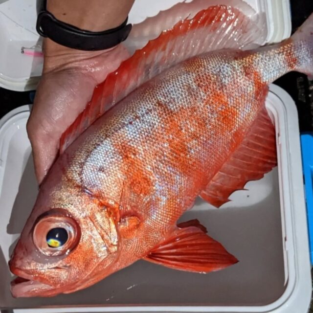 👉046 ホウセキキントキ ⁡𝑷𝒓𝒊𝒂𝒄𝒂𝒏𝒕𝒉𝒖𝒔 𝒉𝒂𝒎𝒓𝒖𝒓
⁡⁡⁡
LURE : BREADEN_メタルマル / DAIWA_ジクパラブレード / DUEL_ LGヘビーミノーetc…
⁡⁡
⁡夜のルアーでよく釣れるキントキその❷⁡
⁡⁡⁡
⁡⁡グロー系のルアー光らせてリフトフォールさせたり、ただ巻したり⁡
⁡割とゆっくり目に

⁡尾びれが湾入しててキレイな形してます⁡
⁡
⁡⁡体色も綺麗...色がコロコロ変わります。上品な薄ピンクと思えば横縞が出たり、真っ赤っかになったり⁡
⁡⁡
キントキの例に漏れず⁡お口がクサイ...
⁡いや、独特の香りがしてます🗣⁡🗣魚体は綺麗だから困る😂
⁡⁡
#キントキ #夜釣り #メタルマル #ジグパラブレード #lgミノー #ライトゲーム #ルアーフィッシング #ルアー #釣り #multispeciesfishing #catchandrelease  #lightgamefishing #lurefishing #魚好き #釣り好きと繋がりたい #つりすたぐらむ #沖縄釣り #釣り #沖縄