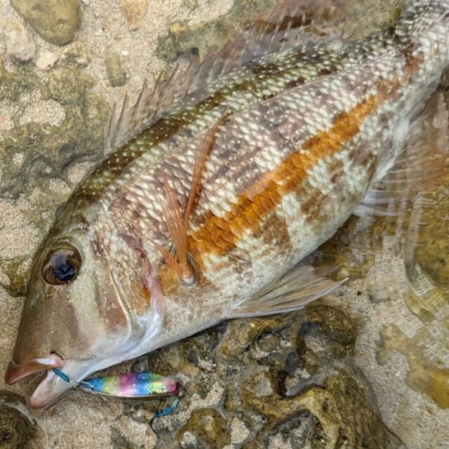 👉047 タテシマフエフキ 𝑳𝒆𝒕𝒉𝒓𝒊𝒏𝒖𝒔 𝒐𝒃𝒔𝒐𝒍𝒆𝒕𝒖𝒔⁡⁡⁡
⁡
LURE : 蛙スプーン9g / DUEL_ハードコアミノー etc…
⁡⁡⁡
⁡⁡タテシマのあるフエフキダイ。
⁡
オレンジの蛍光ペンで誰かに線引かれてる？？🤔🟧🖊⁡
⁡そうとしか見えない...笑⁡
⁡⁡
沿岸からルアーで狙う⁡フエフキの中では⁡
⁡割とレアキャラです⁡⁡
⁡⁡
⁡泳いでても見たことないなぁ〜、縁がない。
⁡⁡群れてるところとか見たいな👀
⁡⁡
⁡⁡
⁡⁡⁡#蛍光ペン #オレンジ #ライトゲーム #ルアーフィッシング #フエフキダイ #タテシマフエフキ #蛙スプーン #ハードコアミノー #ウェーディング #ミノーイング #lightgamefishing #lurefishing #reeffishing #catchandrelease #multispeciesfishing #魚好き #魚図鑑 #つりすたぐらむ #釣り好きと繋がりたい #沖縄釣り #釣り #沖縄