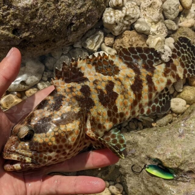 👉048 スミツキハタ 𝑬𝒑𝒊𝒏𝒆𝒑𝒉𝒆𝒍𝒖𝒔 𝒎𝒆𝒍𝒂𝒏𝒐𝒔𝒕𝒊𝒈𝒎𝒂⁡
⁡⁡⁡⁡
LURE : 蛙スプーン3.2g / FOREST_リアライズ etc…
⁡⁡
⁡おなじみのヒョウ柄系みーばい⁡
⁡
⁡この感じ多いから何となくいしみーばいで片付ける人が多数とは思うが…違うのです！！笑⁡
⁡⁡
背中に大きめの黒班（墨付き）があるけど、⁡
⁡からだ全体の斑紋は網目状⁡
⁡（投稿➡003のカンモンハタと同じ感じ）⁡が見分けポイント🧐⁡
⁡⁡
背中に⁡黒班がある⁡
⁡023のヒトミハタ、036のヒレグロハタとは色んな場所が違うから⁡
⁡よーく見くらべてみて
⁡⁡
種類が分かるようになるとリーフのルアーも⁡
⁡大きさ関係なく、さらに楽しめるから
⁡いずれ分かりやすくまとめようと思ってます✏️😊
⁡⁡⁡
⁡
⁡#斑点 #ヒョウ柄コーデ #ライトゲーム #ウェーディング #ルアーフィッシング #蛙スプーン #スミツキハタ #ハタ #ミーバイ #ロックフィッシュ  #grouper #catchandrelease #lightgamefishing #lurefishing #reeffishing #魚好き #魚図鑑 #釣り好きと繋がりたい #つりすたぐらむ #沖縄釣り #沖縄 #釣り