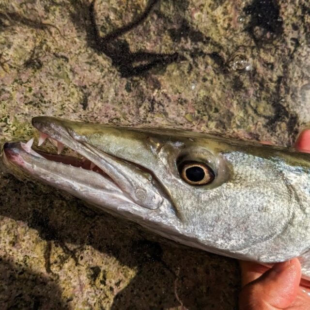 👉049 オニカマス 𝑺𝒑𝒉𝒚𝒓𝒂𝒆𝒏𝒂 𝒃𝒂𝒓𝒓𝒂𝒄𝒖𝒅𝒂

LURE : FIDELITY_azusa ss13 / PALMS_Turn Pop / BREADEN_メタルマル13 etc…

オニカマス。バラクーダ
写真映えする顔だしお気に入りなんだけど
外道扱いになることが多い気がするな～

トップだったりミノーのトゥイッチ、ギラギラのシルバー系ルアーなどリアクション的な釣りになるから面白いです⁡
⁡スプーンのリフト＆フォールも。

ロケットみたいに突っ込んできてガブ！ていうバイト
アクション中ルアーを止められて少し重くなる感じ。

水中で見かけた時は……
その顔つきであまり体動かさずにスーッと泳いでるんで
動きが読めない感じでコワイ😱😱
気がついたら視界から消えてるし。
急に方向変えて突っ込んできたら……と頭をよぎる😨
⁡⁡
#オニカマス #カマス #バラクーダ ⁡#ライトゲーム #ウェーディング #ルアーフィッシング #fidelity #azusaスプーン #パームス #ビットアーツ #barracuda #catchandrelease #lightgamefishing #lurefishing #reeffishing #魚好き #魚図鑑 #釣り好きと繋がりたい #つりすたぐらむ #沖縄釣り #沖縄 #釣り⁡