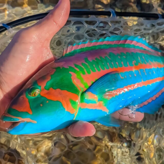 👉050 キヌベラ(♂) 𝑻𝒉𝒂𝒍𝒂𝒔𝒔𝒐𝒎𝒂 𝒑𝒖𝒓𝒑𝒖𝒓𝒆𝒖𝒎
⁡
⁡LURE : FIDELITY_Naughty18 / forest_リアライズ / SMITH_ピュア etc…

👧➡👦
小さい頃は緑がかった（♀）、
30cm近くなってくるとブルーみが強く出た（♂）となってきます。

（♀）は割りと岸寄りにもいますが、
（♂）はリーフエッジの波打ち際付近によく出ます。
エッジまで行かずとも、波が強めに当たってるリーフ上を好んでいるようす。
遊泳力も強くかなり引きます

根がかりしないようにスプーンをレンジキープして
魚に見せながら一定に巻くイメージで。
初めて釣った時の感動は忘れません😍😍
⁡
⁡
#キヌベラ #ベラ #surgewrasse ⁡#ライトゲーム #ウェーディング #ルアーフィッシング #fidelity #azusaスプーン #voodoo78 #wrasse #tropicalfish #catchandrelease #lightgamefishing #lurefishing #reeffishing #魚好き #魚図鑑 #釣り好きと繋がりたい  #沖縄釣り #沖縄 #釣り⁡